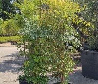 Nandina domestica - Hemelse bamboe - 2