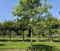 Quercus palustris - Moeraseik - 3