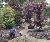 Acer palmatum 'Bloodgood' - Japanse esdoorn - 1