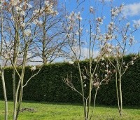 Amelanchier laevis 'Snowflakes' - Krentenboompje - 1