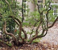 Pieris japonica 'Debutante' - Rotsheide 'Debutante' - veterane struik
