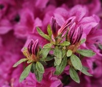 Rhododendron Azalea Japonica 'Purple Splendor' - paarsrode Japanse Azalea - 4