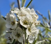 Pyrus salicifolia 'Pendula' - Wilgbladige peer - 2