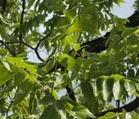 Juglans nigra - Zwarte Notenboom - 1
