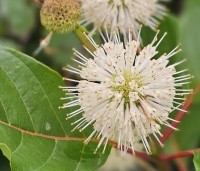 Cephalanthus occidentalis - Kogelbloem - 2