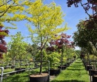 Gleditsia triacanthos 'Sunburst' - Valse christusdoorn - 3