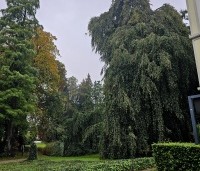 Fagus sylvatica 'Pendula' - Groene Treurbeuk - 1