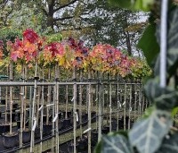 Liquidambar styraciflua 'Gum Ball' - Amberboom 'Gum Ball' - 1