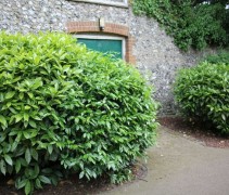 Aucuba Japonica 'Variegata'