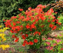 Azalea 'Koster's Brilliant's Red' met rode bloemen in border
