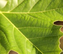 Blad