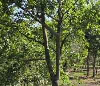 Prunus dom. 'Reine Claude d'Althan' - Prunus dom. 'Reine Claude d'Althan' - 2