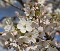 Prunus x yedoensis  - Yoshinokers - 3