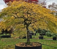 Acer palmatum 'Dissectum' - Japanse esdoorn 'Dissectum' - 2