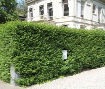 Ligustrum als strakke haag in de zomer