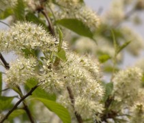 Sierkers 'Amber Beauty' in bloei
