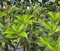 Osmanthus aquifolium - Osmanthus aquifolium - 2