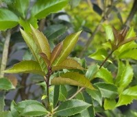 Osmanthus aquifolium - Osmanthus aquifolium - 1