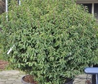 Prunus lusitanica 'Angustifolia' - Portugese laurier - 1