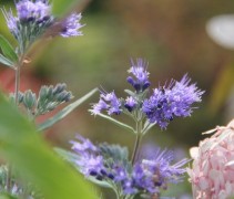 Caryopteris Heavenly Blue