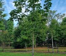 magnolia daybreak