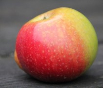 Malus domestica 'Alkmene'
