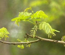 Robinia pseudoacacia