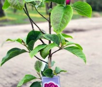 Magnolia Black Tulip
