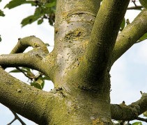 Malus 'Zoete Aagt' stam