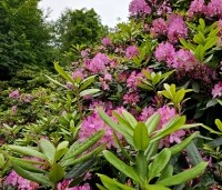 Rhododendron ponticum 'Roseum' - Bosrhododendron 'Roseum' - 1