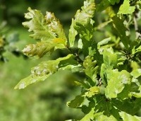 Quercus robur - Zomereik - 1