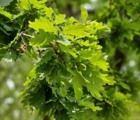 Quercus robur - Zomereik - 1
