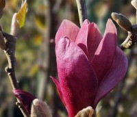 Magnolia 'March Till Frost' - Magnolia 'March Till Frost' - 1