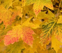 Acer platanoides ‘Globosum’, herfstblad
