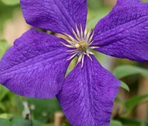Bosrank 'Jackmanii' paars blauwe bloem