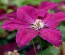 Bosrank  'Rouge Cardinal' bloem