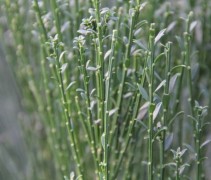 Cytisus Preacox Albus