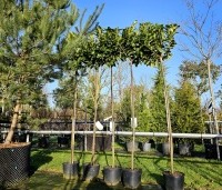 Prunus laurocerasus 'Etna' - Laurierkers - hoogstam 180+ cm