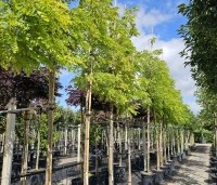 Robinia pseudoacacia 'Frisia'  - Gele acacia - 1