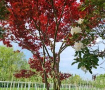acer palmatum 'Bloodgood'