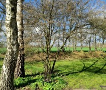 Betula Pendula stammen met Amelanchier 