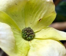 Cornus 'Eddie's White Wonder'