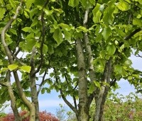 Parrotia persica 'Vanessa' - Perzisch IJzerhout - 2