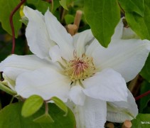 Clematis 'Madame Le Coultre'