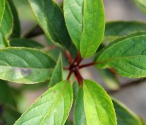 Hydrangea Vanille Fraise blad