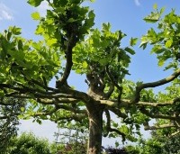 Platanus hispanica - Plataan - 3
