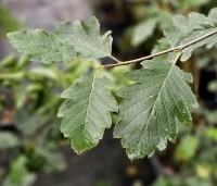 Sorbus intermedia 'Brouwers' - Zweedse Lijsterbes - 2