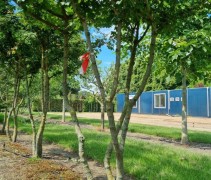 acer campestre