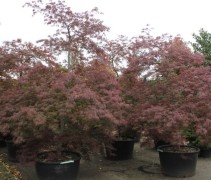 Acer palmatum 'Inaba-Shidara'