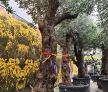 Olea